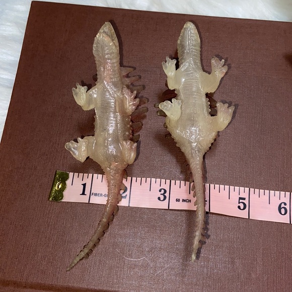 Vintage 1978 Talarurus Dinosaur Figurines set of two clear Dinosaur - Picture 17 of 17